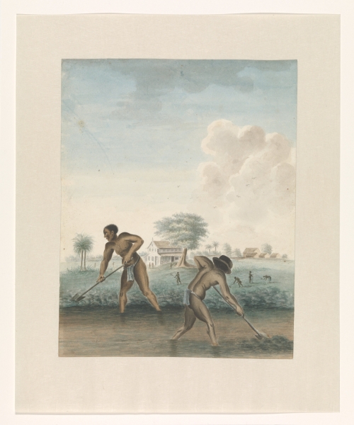 Tot slaaf gemaakte mannen werken op het land, ca. 1850. Publiek domein via Rijksstudio