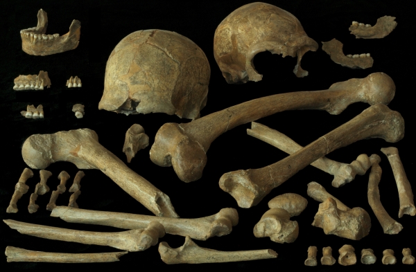 Spy Neanderthal Collectie, een gift van de familie Lohest. Foto: Patrick Semal, Collectie KBIN