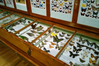Collectie vlinders