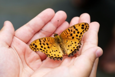 Een vlinder in een handpalm. Foto: HeungSoon via Pixabay