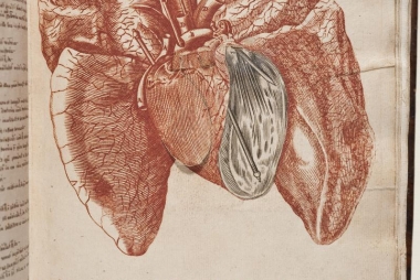 gravure van het menselijk hart door Lambert Blendeff uit collegedictaat Physica 