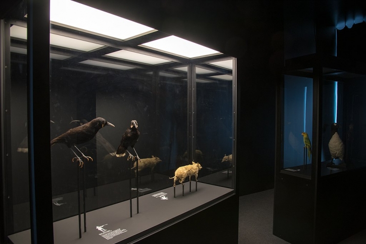 Vitrine de l'exposition Disparus. Michel Krafft, Musée cantonal de zoologie Lausanne via Wikimedia Commons