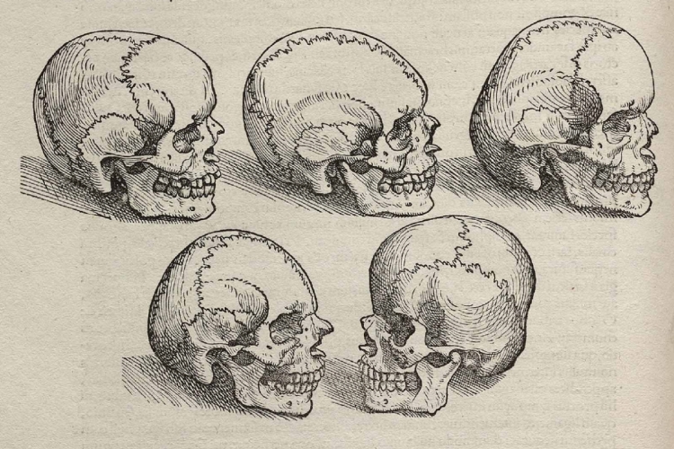 Schedels uit Vesalius' De humani corporis fabrica (1543). Publiek domein via Wikimedia Commons