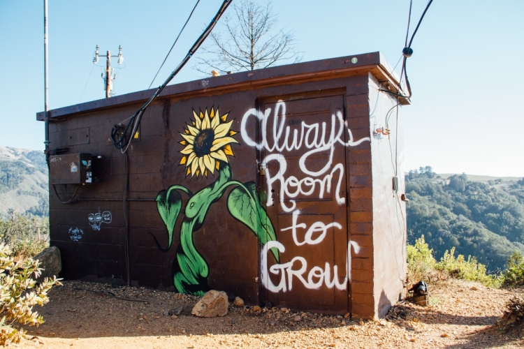 Always room to grow. Foto: Kyle Glenn via Unsplash